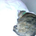 Mile High Mobile Veterinary Services