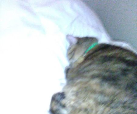 Mile High Mobile Veterinary Services