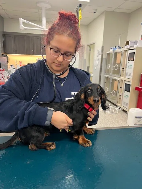 Veterinary Emergency Care Lowry Picture 7