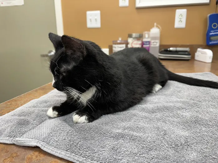 Denver Cat Hospital Picture 4