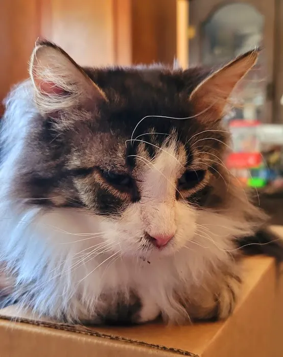 Denver Cat Hospital Picture 6