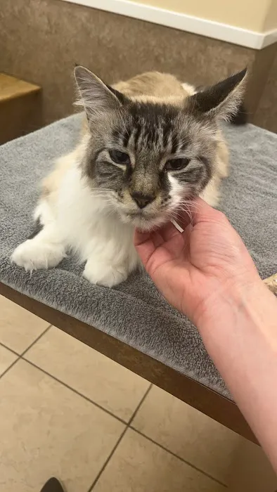 Denver Cat Hospital Picture 11