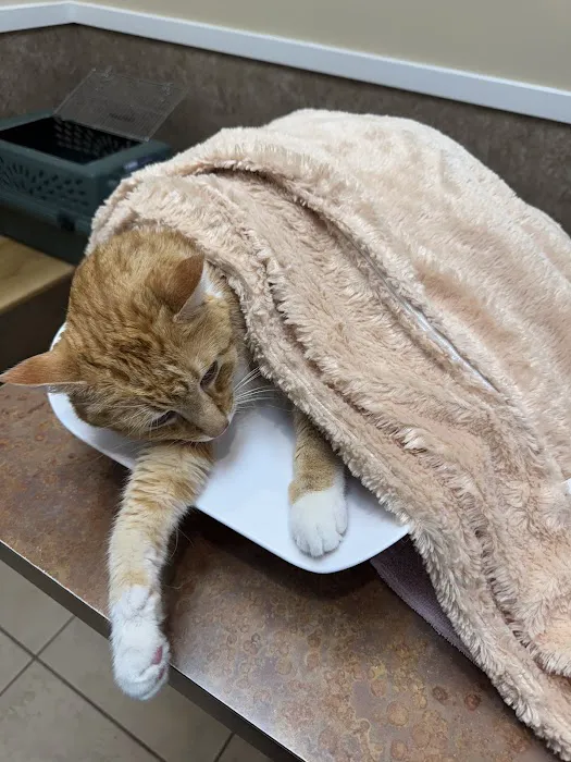 Denver Cat Hospital Picture 9