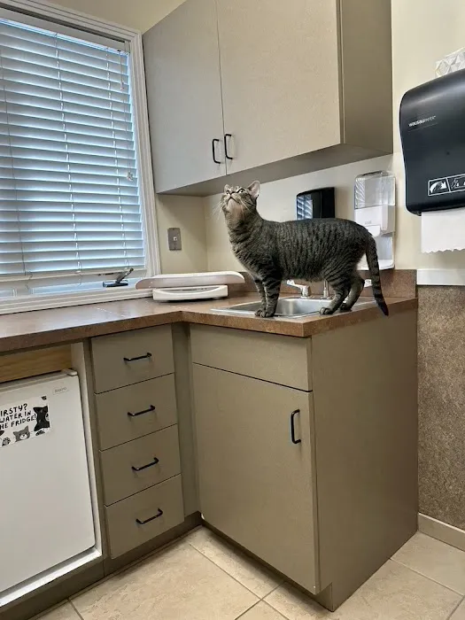 Denver Cat Hospital Picture 10
