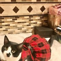 VIP Petcare Vaccination Clinic ico