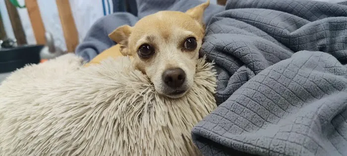 Montclair Pet Hospital Picture 6