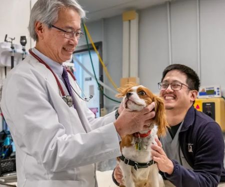 Thornhill Pet Hospital