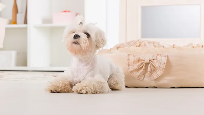 Thornhill Pet Hospital Picture 10