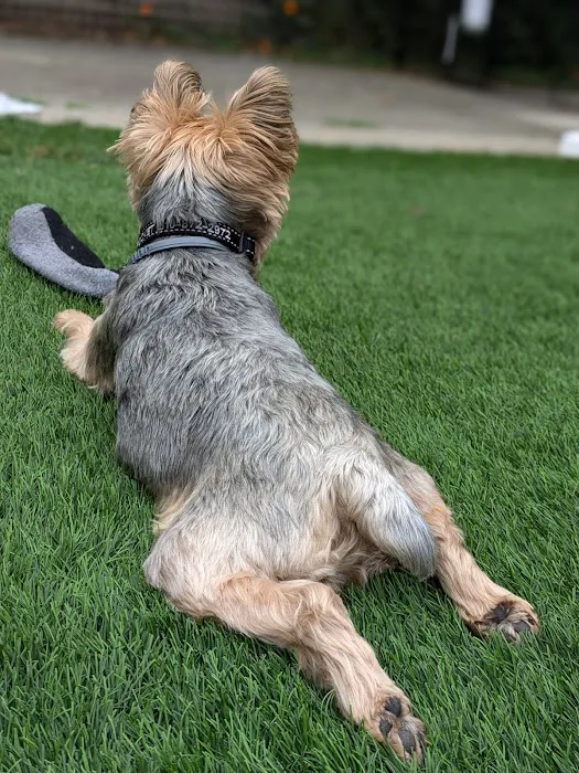 PETS Referral Center Picture 2