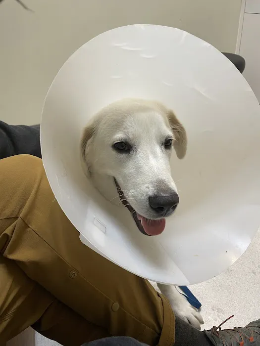 PETS Referral Center Picture 4