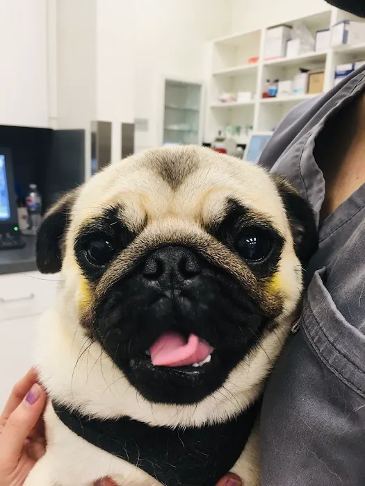PETS Referral Center Picture 5