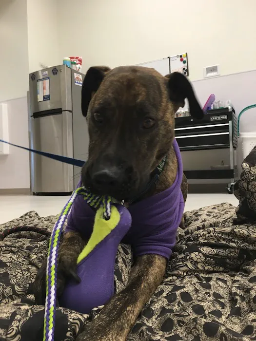 PETS Referral Center Picture 6
