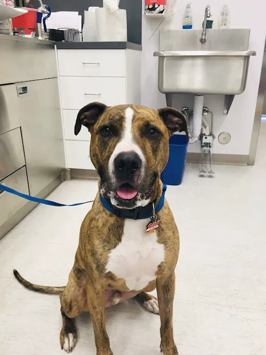 PETS Referral Center Picture 10