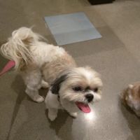 University Vet Hospital ico