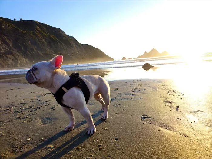 Modern Animal Picture 10