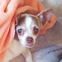 Paw fund ico