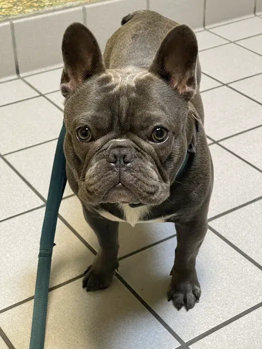 Berkeley Dog & Cat Hospital Picture 3