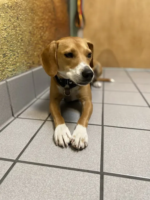 Berkeley Dog & Cat Hospital Picture 8