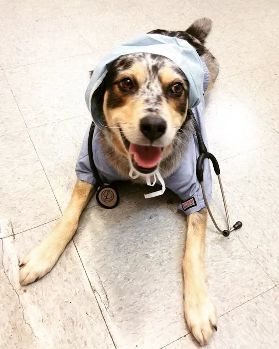Campus Veterinary Clinic Picture 7