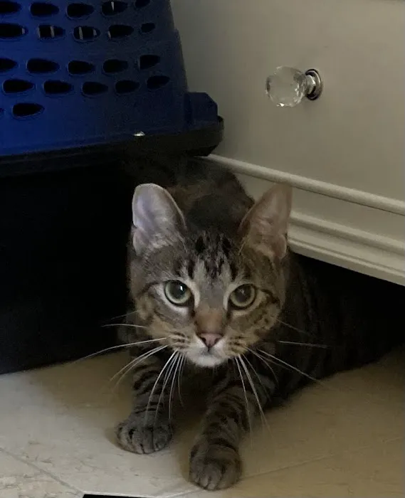 Codornices Veterinary Clinic Picture 8