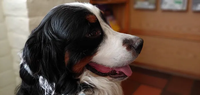 Codornices Veterinary Clinic Picture 10