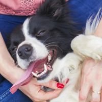St. Matthews Animal Clinic ico
