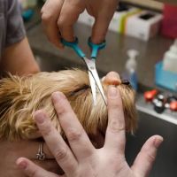 East Louisville Animal Hospital ico