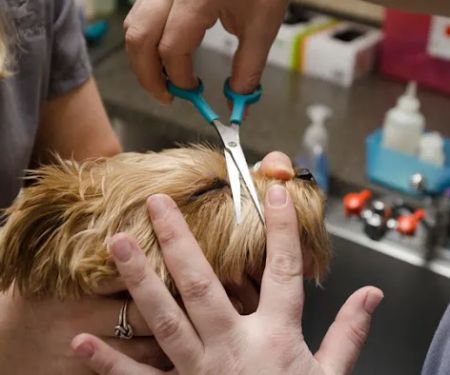 East Louisville Animal Hospital
