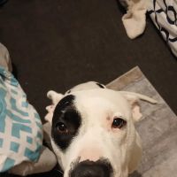 Westport Animal Hospital ico