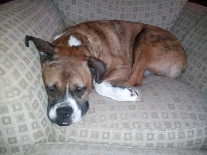 Westport Animal Hospital Picture 10