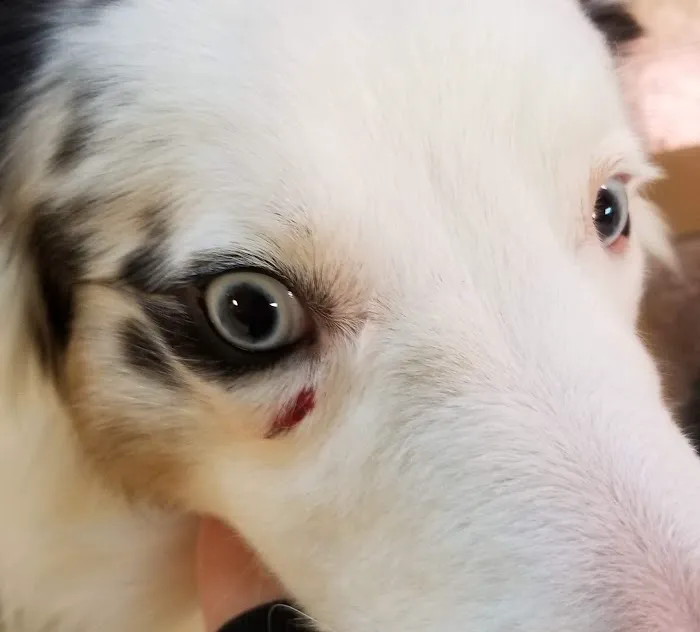Animal Emergency Center Picture 2