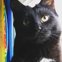 Animal Emergency Center ico