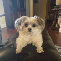 Tail-End Vetcare ico
