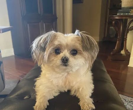 Tail-End Vetcare