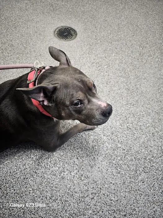 Tail-End Vetcare Picture 8