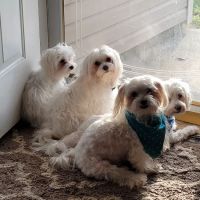 Elk Creek Animal Hospital of Hikes Point ico