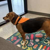 PetVet365 Pet Hospital Jeffersonville IN/North Louisville ico