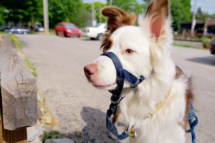 Access Veterinary Care Picture 8