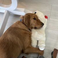 Johnson Animal Clinic ico