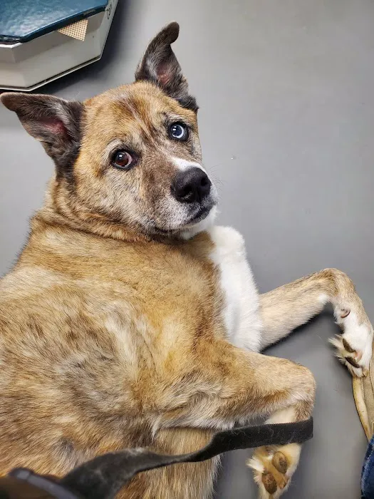 Johnson Animal Clinic Picture 7