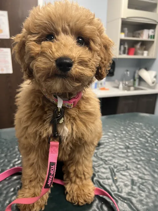 Johnson Animal Clinic Picture 8