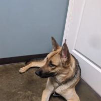 Latimer Animal Hospital, LLC ico