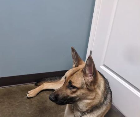 Latimer Animal Hospital, LLC