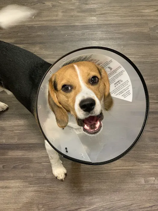 Latimer Animal Hospital, LLC Picture 6