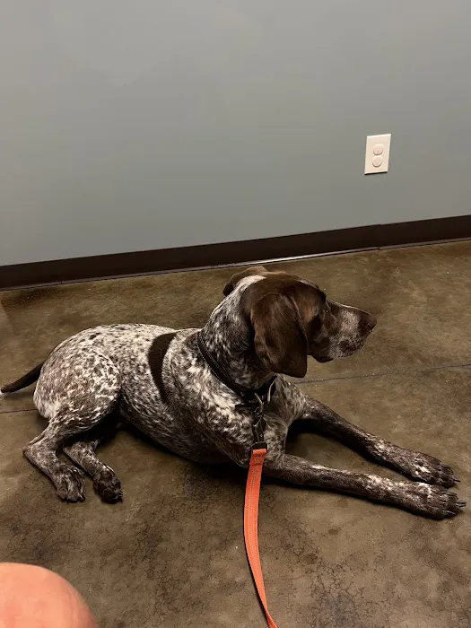 Latimer Animal Hospital, LLC Picture 4