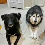 Fairleigh Pet Center