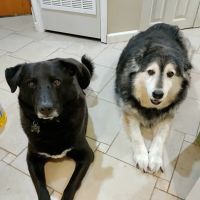 Fairleigh Pet Center ico