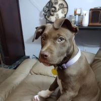 Preston Animal Hospital ico
