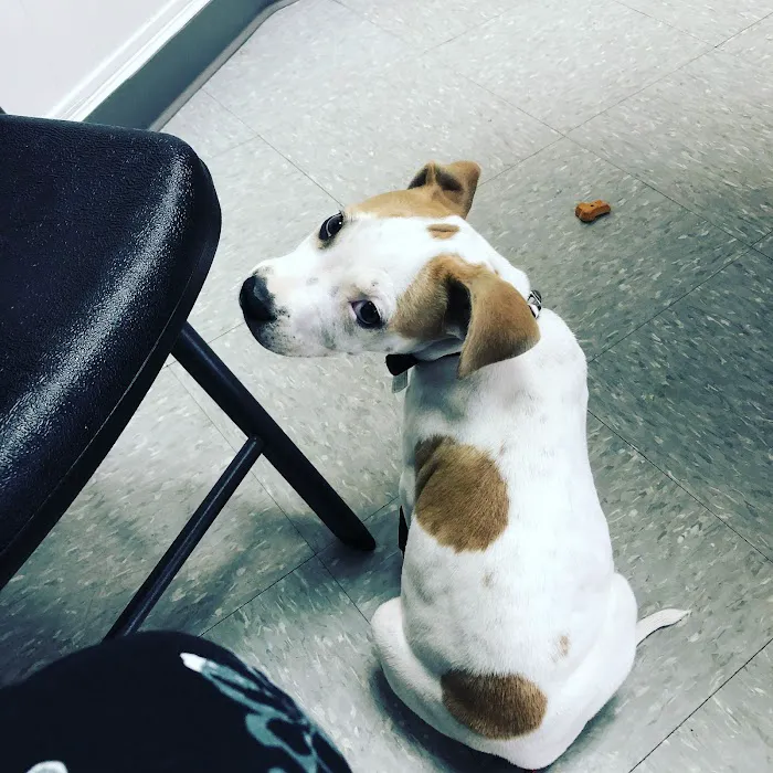 Preston Animal Hospital Picture 5