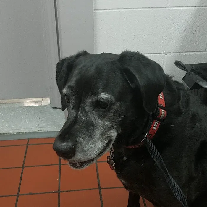 Preston Animal Hospital Picture 10